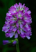 Sidelcea oregana - Oregon Checkmallow